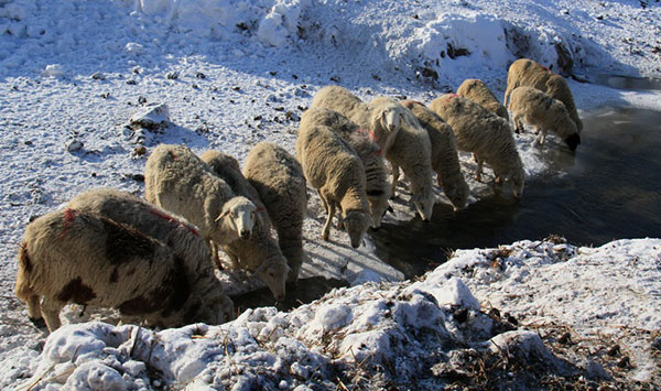 羊群喝水 羊群喝水